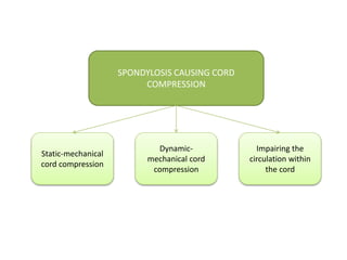 Static-mechanical
cord compression
Dynamic-
mechanical cord
compression
Impairing the
circulation within
the cord
SPONDYLOSIS CAUSING CORD
COMPRESSION
 