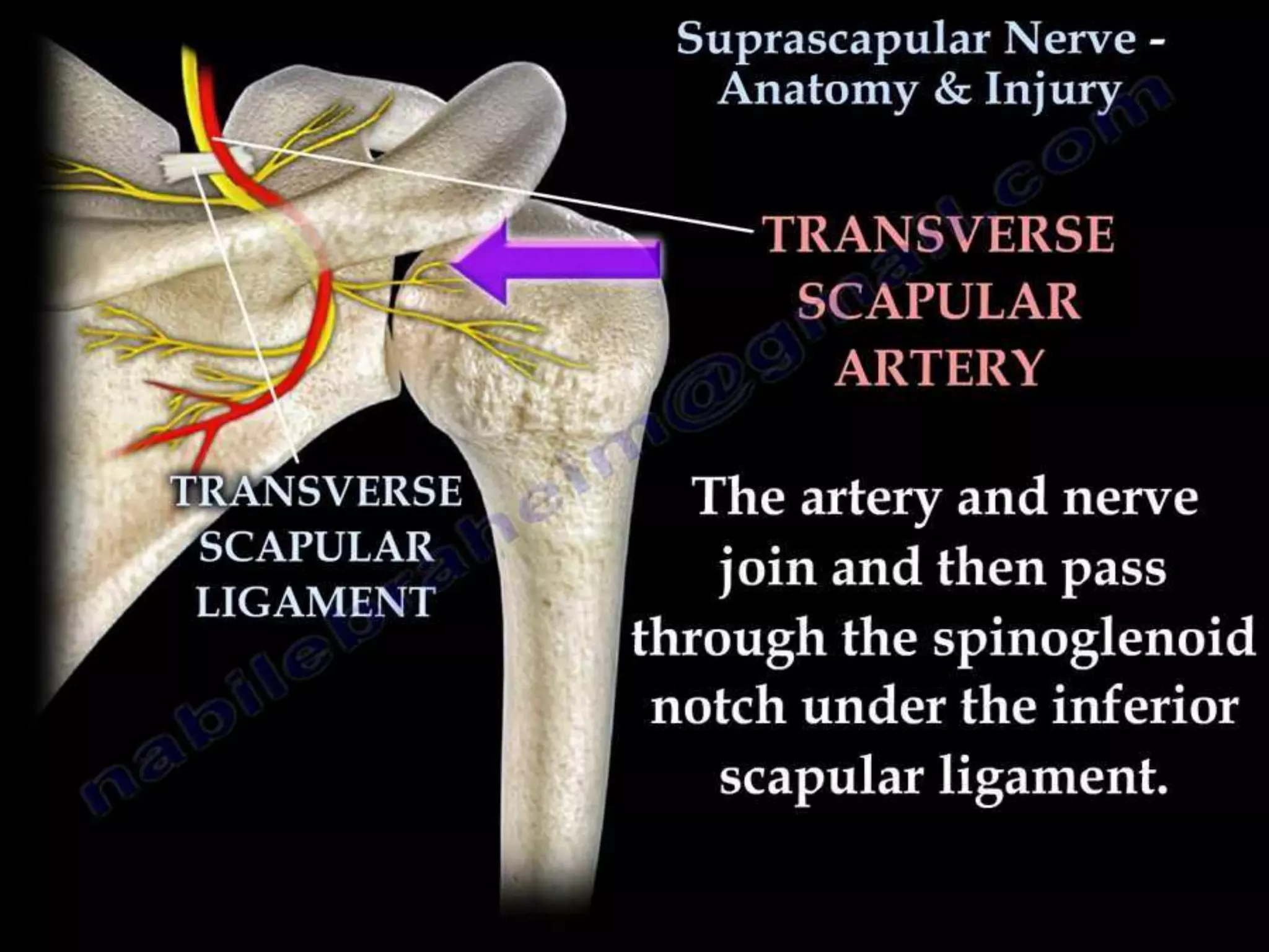 Compressive Neuropathy Chest Compressive neuropathies of upper limb | PPT