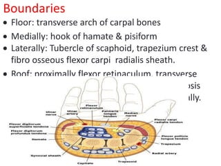 Boundaries
 Floor: transverse arch of carpal bones
 Medially: hook of hamate & pisiform
 Laterally: Tubercle of scaphoid, trapezium crest &
fibro osseous flexor carpi radialis sheath.
 Roof: proximally flexor retinaculum, transverse
carpal ligament over the wrist and aponeurosis
between thenar & hypothenar muscles distally.
 