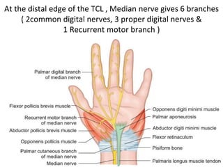 At the distal edge of the TCL , Median nerve gives 6 branches
( 2common digital nerves, 3 proper digital nerves &
1 Recurrent motor branch )
 