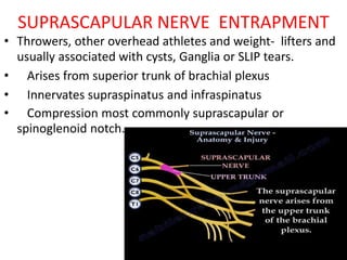 SUPRASCAPULAR NERVE ENTRAPMENT
• Throwers, other overhead athletes and weight- lifters and
usually associated with cysts, Ganglia or SLIP tears.
• Arises from superior trunk of brachial plexus
• Innervates supraspinatus and infraspinatus
• Compression most commonly suprascapular or
spinoglenoid notch.
 