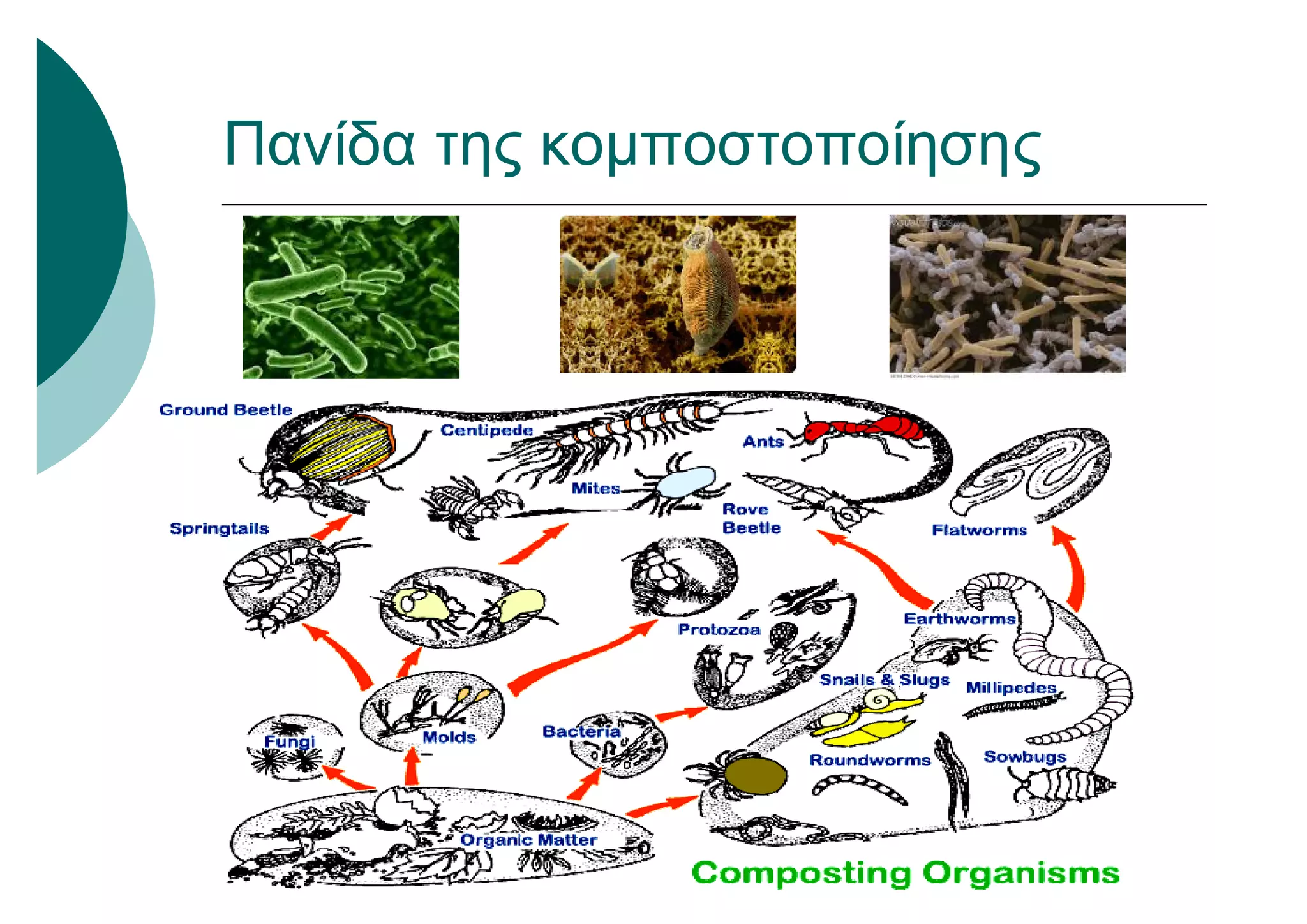Πανίδα της κομποστοποίησης
 