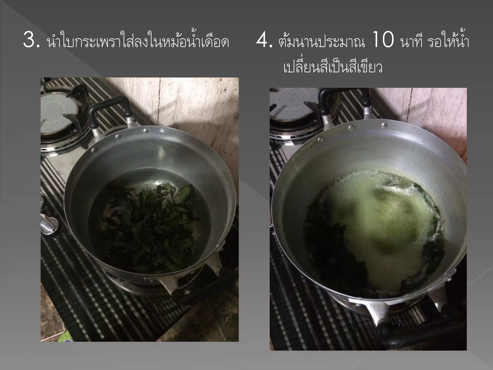 3. นาใบกระเพราใส่ลงในหม้อน้าเดือด 4. ต้มนานประมาณ 10 นาที รอให้น้า
เปลี่ยนสีเป็นสีเขียว
 