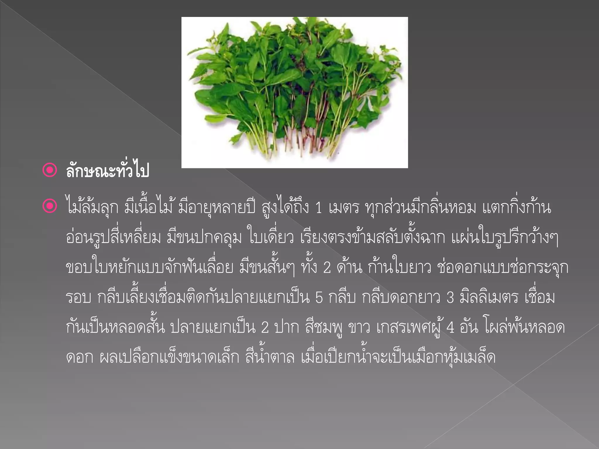  ลักษณะทั่วไป
 ไม้ล้มลุก มีเนื้อไม้มีอายุหลายปี สูงได้ถึง 1 เมตร ทุกส่วนมีกลิ่นหอม แตกกิ่งก้าน
อ่อนรูปสี่เหลี่ยม มีขนปกคลุม ใบเดี่ยว เรียงตรงข้ามสลับตั้งฉาก แผ่นใบรูปรีกว้างๆ
ขอบใบหยักแบบจักฟันเลื่อย มีขนสั้นๆ ทั้ง 2 ด้าน ก้านใบยาว ช่อดอกแบบช่อกระจุก
รอบ กลีบเลี้ยงเชื่อมติดกันปลายแยกเป็น 5 กลีบ กลีบดอกยาว 3 มิลลิเมตร เชื่อม
กันเป็นหลอดสั้น ปลายแยกเป็น 2 ปาก สีชมพู ขาว เกสรเพศผู้4 อัน โผล่พ้นหลอด
ดอก ผลเปลือกแข็งขนาดเล็ก สีน้าตาล เมื่อเปียกน้าจะเป็นเมือกหุ้มเมล็ด
 