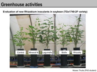 Greenhouse activities Evaluation of new Rhizobium inoculants in soybean (TGx1740-2F variety) Moses Thuita (PhD student) Co...