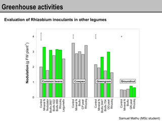 Greenhouse activities Evaluation of Rhizobium inoculants in other legumes Samuel Mathu (MSc student) 
