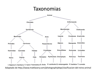 Taxonomias
Adaptado de http://www.mattlavery.com/photographybtqe/clasificacion-del-reino-animal
 