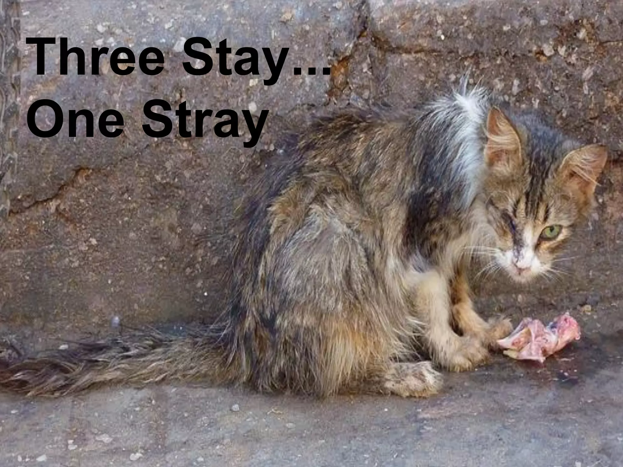 Three Stay...
One Stray
 