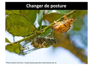 Changer	
  de	
  posture	
  




Photo Creative Commons : Cicada drying wings after metamorphose par Joi
 
