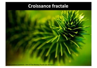 Croissance	
  fractale	
  




Photo Creative Commons : Arm Of The Monkey Puzzle par left-hand
 