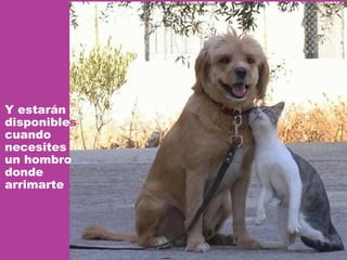 Y estarán disponible s cuando  necesites un hombro donde  arrimarte 