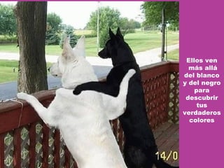 Ellos ven más allá del blanco y del negro para descubrir tus verdaderos colores 