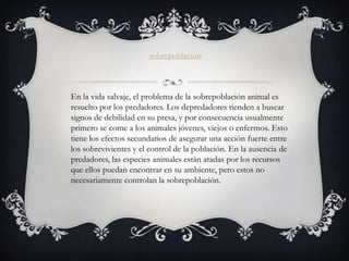 sobrepoblación



En la vida salvaje, el problema de la sobrepoblación animal es
resuelto por los predadores. Los depredadores tienden a buscar
signos de debilidad en su presa, y por consecuencia usualmente
primero se come a los animales jóvenes, viejos o enfermos. Esto
tiene los efectos secundarios de asegurar una acción fuerte entre
los sobrevivientes y el control de la población. En la ausencia de
predadores, las especies animales están atadas por los recursos
que ellos puedan encontrar en su ambiente, pero estos no
necesariamente controlan la sobrepoblación.
 