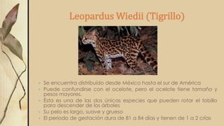 Leopardus Wiedii (Tigrillo)
 Se encuentra distribuido desde México hasta el sur de América
 Puede confundirse con el ocelote, pero el ocelote tiene tamaño y
pesos mayores.
 Ésta es una de las dos únicas especies que pueden rotar el tobillo
para descender de los árboles
 Su pelo es largo, suave y grueso
 El período de gestación dura de 81 a 84 días y tienen de 1 a 2 crías
 
