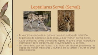 Leptailurus Serval (Serval)
 Es la única especie de su género y está en peligro de extinción.
 Su período de gestación es de 60 a 65 días y tienen de 2 a 4 crías.
 Caza de noche, come demasiado rápido lo que a veces le produce
obstrucción de la garganta, por lo que regurgita su comida.
 Se caracteriza por ser audaz a la hora de resolver problemas, es
capaz de hacer travesuras y burlarse de su presa y eludir a otros
depredadores.
 