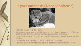 Lynx Canadensis (Lince Canadiense)
 Habita en América del Norte
 Su pelo es de color amarillento o pardo claro y largo con el fin de
defenderse del frío, normalmente no presentan manchas.
 Los machos son más grandes que las hembras, suelen cazar en las
noches
 Las hembras paren de 1 a 5 cachorros en primavera
 Son muy buenos nadadores a pesar del frío extremo donde viven
 