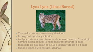 Lynx Lynx (Lince Boreal)
 Vive en los bosques europeos y siberianos
 Es un gran trepador y saltador
 La época de apareamiento es de enero a marzo. Cuando la
hembra desea copular lo hace saber levantando la cola.
 El período de gestación es de 65 a 70 días y da de 1 a 5 crías
 Pueden llegar a vivir hasta los 20 años.
 