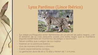 Lynx Pardinus (Lince Ibérico)
 Sus orejas puntiagudas están terminadas en un pincel de pelos negros, y en
el extremo de su cola pequeña posee una borla negra que la mantiene
erguida batiéndola en momentos de peligro o excitación.
 Tienen patillas que cuelgan de sus mejillas
 Habitan en la península ibérica
 Vive de manera solitaria y nómada
 Cazan especialmente conejos.
 La gestación dura de 65 a 72 días y tienen de 1 a 4 crías.
 