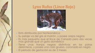 Lynx Rufus (Lince Rojo)
 Está distribuido por Norteamérica
 Su pelaje va del gris al marrón, y posee orejas negras
 Es más pequeño que el lince de Canadá pero dos veces
más grande que un gato doméstico
 Tiene unas franjas negras distintivas en las patas
delanteras, y posee una cola gruesa, coronada en negro
 El período de gestación es de 2 meses
 