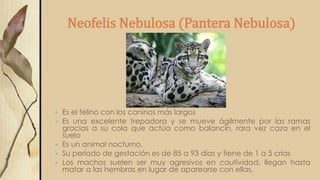 Neofelis Nebulosa (Pantera Nebulosa)
 Es el felino con los caninos más largos
 Es una excelente trepadora y se mueve ágilmente por las ramas
gracias a su cola que actúa como balancín, rara vez caza en el
suelo
 Es un animal nocturno.
 Su período de gestación es de 85 a 93 días y tiene de 1 a 5 crías
 Los machos suelen ser muy agresivos en cautividad, llegan hasta
matar a las hembras en lugar de aparearse con ellas.
 
