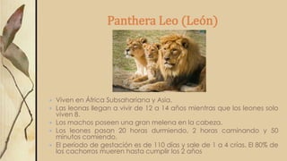 Panthera Leo (León)
 Viven en África Subsahariana y Asia.
 Las leonas llegan a vivir de 12 a 14 años mientras que los leones solo
viven 8.
 Los machos poseen una gran melena en la cabeza.
 Los leones pasan 20 horas durmiendo, 2 horas caminando y 50
minutos comiendo.
 El período de gestación es de 110 días y sale de 1 a 4 crías. El 80% de
los cachorros mueren hasta cumplir los 2 años
 