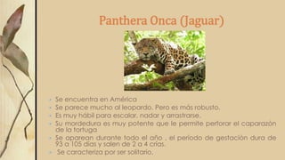 Panthera Onca (Jaguar)
 Se encuentra en América
 Se parece mucho al leopardo. Pero es más robusto.
 Es muy hábil para escalar, nadar y arrastrarse.
 Su mordedura es muy potente que le permite perforar el caparazón
de la tortuga
 Se aparean durante todo el año , el período de gestación dura de
93 a 105 días y salen de 2 a 4 crías.
 Se caracteriza por ser solitario.
 