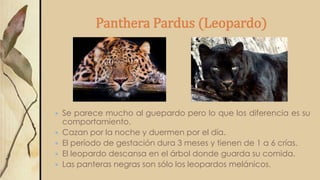 Panthera Pardus (Leopardo)
 Se parece mucho al guepardo pero lo que los diferencia es su
comportamiento.
 Cazan por la noche y duermen por el día.
 El período de gestación dura 3 meses y tienen de 1 a 6 crías.
 El leopardo descansa en el árbol donde guarda su comida.
 Las panteras negras son sólo los leopardos melánicos.
 