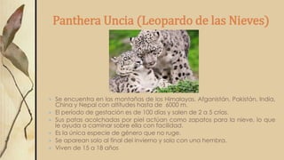 Panthera Uncia (Leopardo de las Nieves)
 Se encuentra en las montañas de los Himalayas, Afganistán, Pakistán, India,
China y Nepal con altitudes hasta de 6000 m.
 El período de gestación es de 100 días y salen de 2 a 5 crías.
 Sus patas acolchadas por piel actúan como zapatos para la nieve, lo que
le ayuda a caminar sobre ella con facilidad.
 Es la única especie de género que no ruge.
 Se aparean solo al final del invierno y solo con una hembra.
 Viven de 15 a 18 años
 