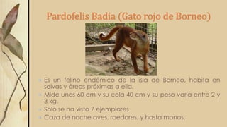 Pardofelis Badia (Gato rojo de Borneo)
 Es un felino endémico de la isla de Borneo, habita en
selvas y áreas próximas a ella.
 Mide unos 60 cm y su cola 40 cm y su peso varía entre 2 y
3 kg.
 Solo se ha visto 7 ejemplares
 Caza de noche aves, roedores, y hasta monos.
 