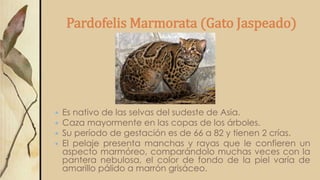 Pardofelis Marmorata (Gato Jaspeado)
 Es nativo de las selvas del sudeste de Asia.
 Caza mayormente en las copas de los árboles.
 Su período de gestación es de 66 a 82 y tienen 2 crías.
 El pelaje presenta manchas y rayas que le confieren un
aspecto marmóreo, comparándolo muchas veces con la
pantera nebulosa, el color de fondo de la piel varía de
amarillo pálido a marrón grisáceo.
 