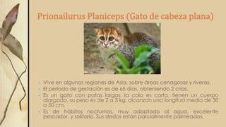 Prionailurus Planiceps (Gato de cabeza plana)
 Vive en algunas regiones de Asia, sobre áreas cenagosas y riveras.
 El período de gestación es de 65 días, obteniendo 2 crías.
 Es un gato con patas largas, la cola es corta, tienen un cuerpo
alargado, su peso es de 2 a 3 kg, alcanzan una longitud media de 30
a 50 cm.
 Es de hábitos nocturnos, muy adaptado al agua, excelente
pescador, y solitario. Sus dedos están parcialmente palmeados.
 