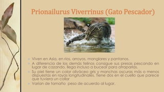 Prionailurus Viverrinus (Gato Pescador)
 Viven en Asia, en ríos, arroyos, manglares y pantanos.
 A diferencia de los demás felinos consigue sus presas pescando en
lugar de cazando, llega incluso a bucear para atraparlas.
 Su piel tiene un color oliváceo gris y manchas oscuras más o menos
dispuestas en rayas longitudinales. Tiene dos en el cuello que parece
que tuviera un collar
 Varían de tamaño peso de acuerdo al lugar.
 