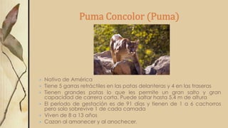 Puma Concolor (Puma)
 Nativo de América
 Tiene 5 garras retráctiles en las patas delanteras y 4 en las traseras
 Tienen grandes patas lo que les permite un gran salto y gran
capacidad de carrera corta. Puede saltar hasta 5,4 m de altura
 El período de gestación es de 91 días y tienen de 1 a 6 cachorros
pero solo sobrevive 1 de cada camada
 Viven de 8 a 13 años
 Cazan al amanecer y al anochecer.
 