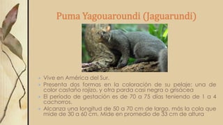 Puma Yagouaroundi (Jaguarundi)
 Vive en América del Sur.
 Presenta dos formas en la coloración de su pelaje: una de
color castaño rojizo, y otra parda casi negra o grisácea
 El período de gestación es de 70 a 75 días teniendo de 1 a 4
cachorros.
 Alcanza una longitud de 50 a 70 cm de largo, más la cola que
mide de 30 a 60 cm. Mide en promedio de 33 cm de altura
 