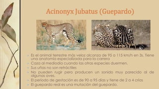 Acinonyx Jubatus (Guepardo)
 Es el animal terrestre más veloz alcanza de 95 a 115 km/h en 3s. Tiene
una anatomía especializada para la carrera
 Caza al mediodía cuando las otras especies duermen.
 Sus uñas no son retráctiles
 No pueden rugir pero producen un sonido muy parecido al de
algunas aves.
 El período de gestación es de 90 a 95 días y tiene de 2 a 4 crías
 El guepardo real es una mutación del guepardo.
 