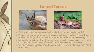 Caracal Caracal
 Vive en las sabanas y desiertos de África y al oeste de Asia.
 Posee una aguda vista y oído muy afinado debido a sus largas
orejas puntiagudas rematadas por penachos de pelo negro
 Su vientre es de color blanco y le encanta cazar aves. A veces
las atrapa cuando recién están emprendiendo el vuelo
 Su período de gestación dura de 69 a 81 días obteniendo de 1
a 6 crías
 