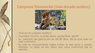 Catopuma Temminckii (Gato dorado asiático)
 Vive en el sudeste asiático
 Vocaliza mucho, puede sisear, gorgotear, gruñir
 Su período de gestación es de 80 días, de la que sale un
solo cachorro.
 Su piel es mayormente rojiza como la del zorro o pardo
dorado, su pelo es liso salvo por unas manchas de su
vientre.
 