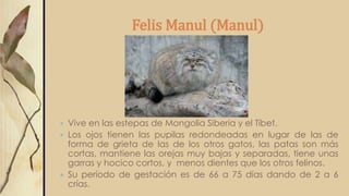 Felis Manul (Manul)
 Vive en las estepas de Mongolia Siberia y el Tíbet.
 Los ojos tienen las pupilas redondeadas en lugar de las de
forma de grieta de las de los otros gatos, las patas son más
cortas, mantiene las orejas muy bajas y separadas, tiene unas
garras y hocico cortos, y menos dientes que los otros felinos.
 Su período de gestación es de 66 a 75 días dando de 2 a 6
crías.
 