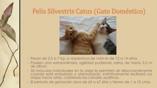 Felis Silvestris Catus (Gato Doméstico)
 Pesan de 2,5 a 7 kg, su esperanza de vida es de 12 a 14 años
 Poseen una extraordinaria agilidad pudiendo saltos de hasta 3,5 m
de altura
 32 músculos individuales en la oreja le permiten oír direccionalmente
cuando está enfadado o atemorizado, instintivamente reclinará sus
orejas hacia atrás, cubriendo los canales auditivos
 El período de gestación dura de 65 a 67 días y tienen de 1 a 10 crías.
 