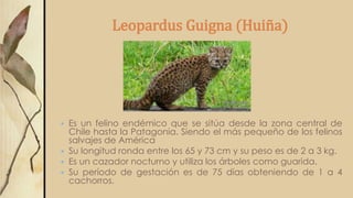 Leopardus Guigna (Huiña)
 Es un felino endémico que se sitúa desde la zona central de
Chile hasta la Patagonia. Siendo el más pequeño de los felinos
salvajes de América
 Su longitud ronda entre los 65 y 73 cm y su peso es de 2 a 3 kg.
 Es un cazador nocturno y utiliza los árboles como guarida.
 Su período de gestación es de 75 días obteniendo de 1 a 4
cachorros.
 