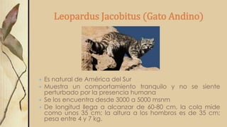 Leopardus Jacobitus (Gato Andino)
 Es natural de América del Sur
 Muestra un comportamiento tranquilo y no se siente
perturbado por la presencia humana
 Se los encuentra desde 3000 a 5000 msnm
 De longitud llega a alcanzar de 60-80 cm, la cola mide
como unos 35 cm; la altura a los hombros es de 35 cm;
pesa entre 4 y 7 kg.
 
