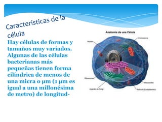 Hay células de formas y
tamaños muy variados.
Algunas de las células
bacterianas más
pequeñas tienen forma
cilíndrica de menos de
una micra o µm (1 µm es
igual a una millonésima
de metro) de longitud-
 