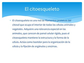 El citoesqueleto es una red de filamentos proteicos del
citosol que ocupa el interior de todas las células animales y
vegetales. Adquiere una relevancia especial en las
animales, que carecen de pared celular rígida, pues el
citoesqueleto mantiene la estructura y la forma de la
célula. Actúa como bastidor para la organización de la
célula y la fijación de orgánulos y enzimas.
El citoesqueleto
 