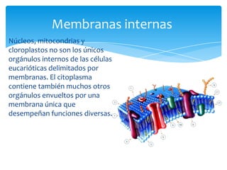 Núcleos, mitocondrias y
cloroplastos no son los únicos
orgánulos internos de las células
eucarióticas delimitados por
membranas. El citoplasma
contiene también muchos otros
orgánulos envueltos por una
membrana única que
desempeñan funciones diversas.
Membranas internas
 
