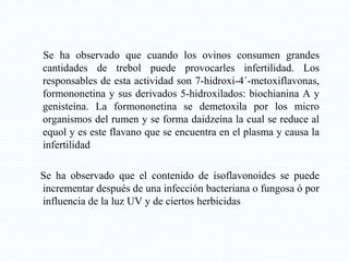 Se ha observado que cuando los ovinos consumen grandes
cantidades de trebol puede provocarles infertilidad. Los
responsables de esta actividad son 7-hidroxi-4´-metoxiflavonas,
formononetina y sus derivados 5-hidroxilados: biochianina A y
genisteína. La formononetina se demetoxila por los micro
organismos del rumen y se forma daidzeína la cual se reduce al
equol y es este flavano que se encuentra en el plasma y causa la
infertilidad
Se ha observado que el contenido de isoflavonoides se puede
incrementar después de una infección bacteriana o fungosa ó por
influencia de la luz UV y de ciertos herbicidas
 