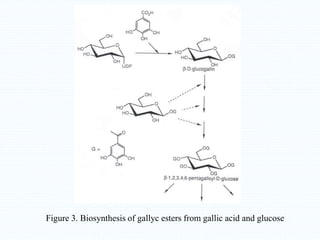 Figure 3. Biosynthesis of gallyc esters from gallic acid and glucose
 