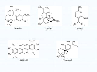 Boldina Morfina Timol
Gosipol Carnosol
 