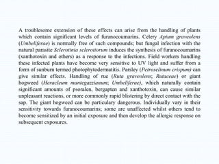 A troublesome extension of these effects can arise from the handling of plants
which contain significant levels of furanocoumarins. Celery Apium graveolens
(Umbeliferae) is normally free of such compounds; but fungal infection with the
natural parasite Sclerotinia sclerotiorum induces the synthesis of furanocoumarins
(xanthotoxin and others) as a response to the infections. Field workers handling
these infected plants have become very sensitive to UV light and suffer from a
form of sunburn termed photophytodermatitis. Parsley (Petroselinum crispum) can
give similar effects. Handling of rue (Ruta graveolens; Rutaceae) or giant
hogweed (Heracleum mantegazzianum; Umbeliferae), which naturally contain
significant amounts of psoralen, bergapten and xanthotoxin, can cause similar
unpleasant reactions, or more commonly rapid blistering by direct contact with the
sap. The giant hogweed can be particulary dangerous. Individually vary in their
sensitivity towards furanocoumarins; some are unaffected whilst others tend to
become sensitized by an initial exposure and then develop the allergic response on
subsequent exposures.
 