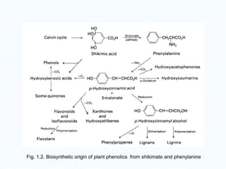 Fig. 1.2. Biosynthetic origin of plant phenolics from shikimate and phenylanine
 