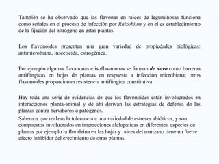 También se ha observado que las flavonas en raíces de leguminosas funciona
como señales en el proceso de infección por Rhizobium y en el es establecimiento
de la fijación del nitrógeno en estas plantas.
Los flavonoides presentan una gran variedad de propiedades biológicas:
antimicrobiana, insecticida, estrogénica.
Por ejemplo algunas flavanonas e isoflavanonas se forman de novo como barreras
antifúngicas en hojas de plantas en respuesta a infección microbiana; otros
flavonoides proporcionan resistencia antifúngica constitutiva.
Hay toda una serie de evidencias de que los flavonoides están involucrados en
interacciones planta-animal y de ahí derivan las estrategias de defensa de las
plantas contra herviboros o patógenos.
Sabemos que realzan la tolerancia a una variedad de estreses abióticos, y son
compuestos involucrados en interacciones alelopaticas en diferentes especies de
plantas por ejemplo la floridzina en las hojas y raices del manzano tiene un fuerte
efecto inhibidor del crecimiento de otras plantas.
 